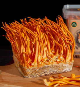 Nấm đông trùng hạ thảo tươi NONGHUYP