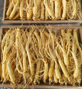 Nhân sâm tươi hàn quốc chính hãng thương hiệu NONGHUYP 