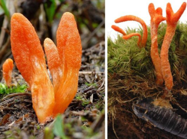 Các loại đông trùng hạ thảo và tác dụng, lưu ý khi dùng