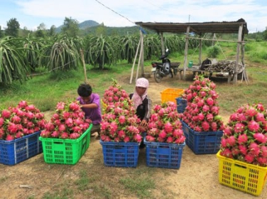 GIÁ THANH LONG GIẢM MẠNH DO SIẾT CHẶT KIỂM SOÁT TỪ TRUNG QUỐC